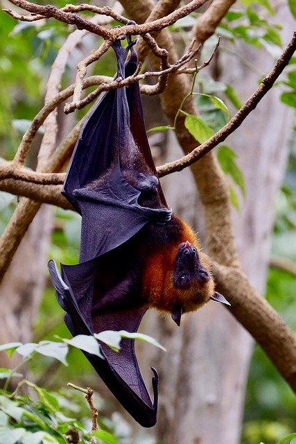 bat, hanging bat, nature, tree, tropical, animal, wings, wild, mammal, thailand