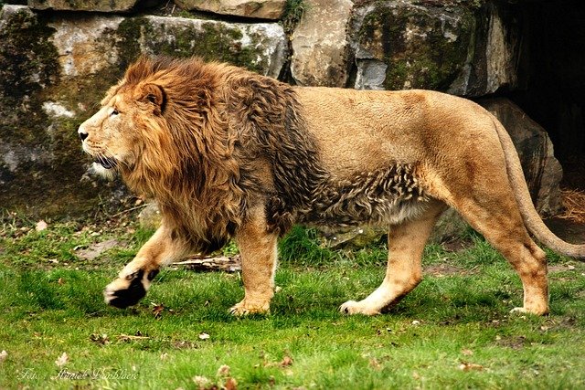 lion, pet, king, africa, animal, feline, wild, moons, cat, nature, mammal, strength, hunter, safari, predator, leo, male