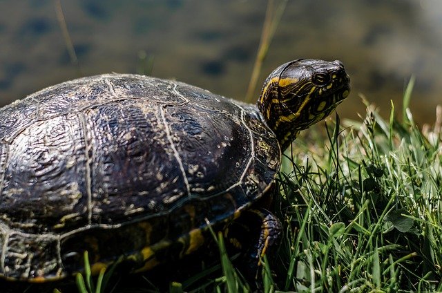 schildpad in natuurlijke habitat tussen groen gras