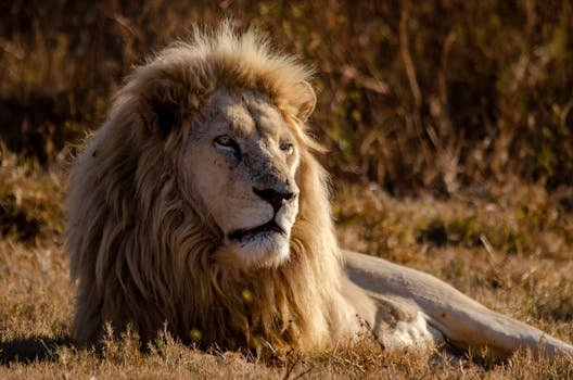 A powerful lion resting in the grasslands, showcasing its regal mane and natural habitat.