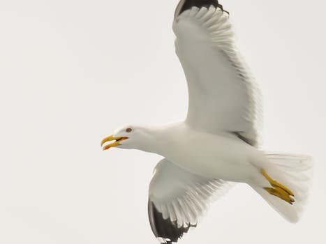 Close-up of a white seagull flying with wings spread wide against a light sky.