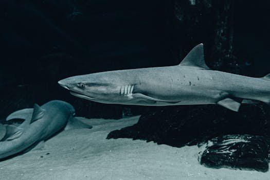 Dramatic close-up of sharks swimming in an underwater aquarium, showcasing marine life.